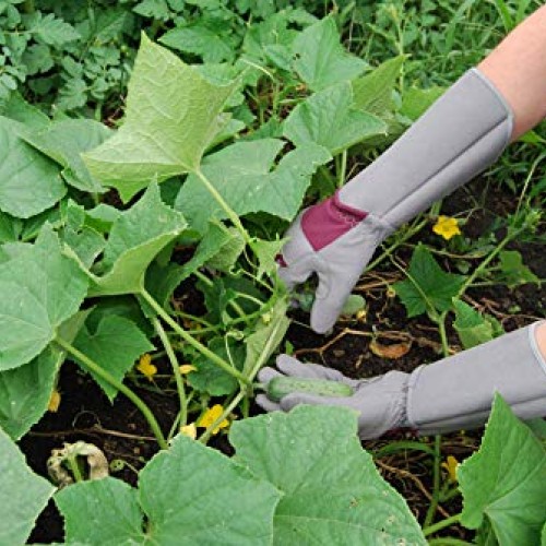 Professional Rose Pruning Thorn Proof Gardening Gloves with Extra ...