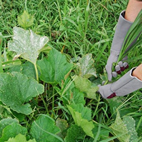 Professional Rose Pruning Thorn Proof Gardening Gloves with Extra ...