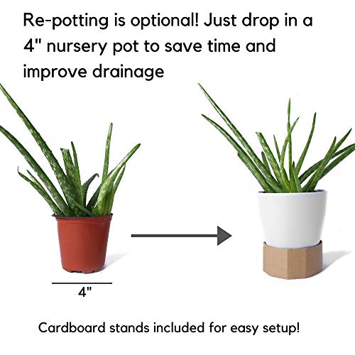 Set of 6 Round Wall Planters - Lightweight and Easy To Install - D...