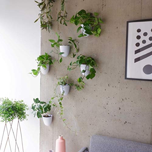 Set of 6 Round Wall Planters - Lightweight and Easy To Install - D...