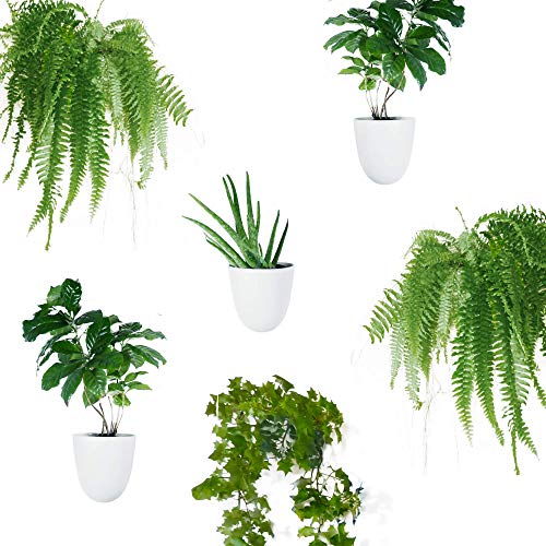 Set of 6 Round Wall Planters - Lightweight and Easy To Install - D...