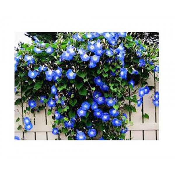 250 Heavenly Blue Morning Glory Blooming Vine Seeds - Wonderful Cl...