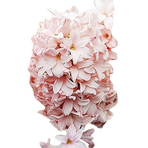 5 Cotton Candy Hyacinth Bulbs