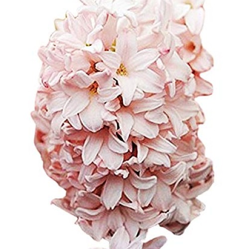 5 Cotton Candy Hyacinth Bulbs