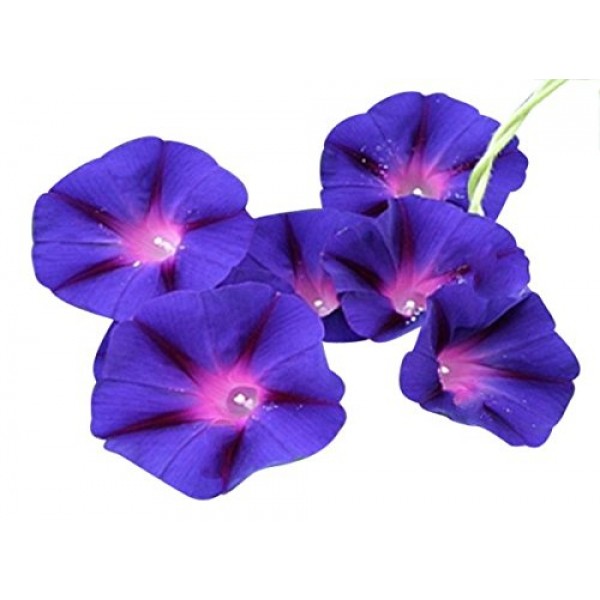 Grandpa OTT Purple Morning Glory Vine Seeds - Approximately 165 Seeds