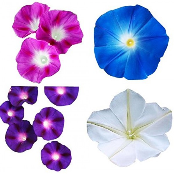 Mix of Blue, Purple, White, Rose Morning Blooming Vine Seeds