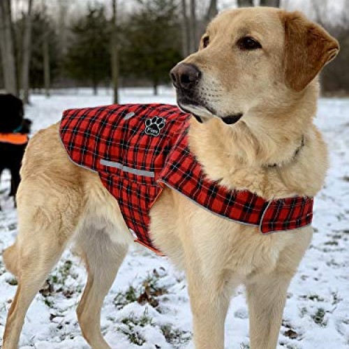 Personalized Custom Dog Name Paw Embroidered Sew Iron on Patch Tag