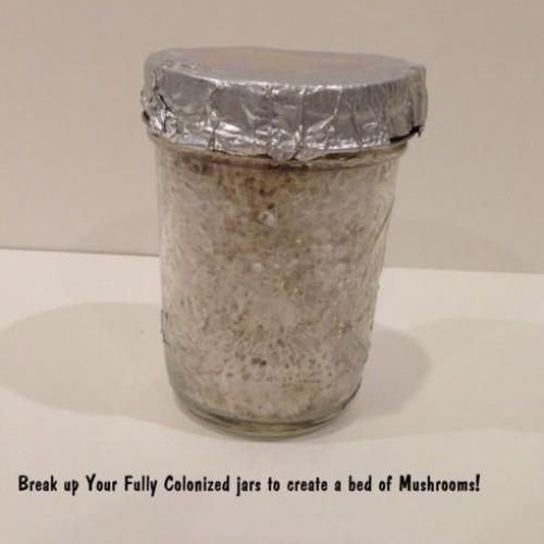 Premium Bulk Mushroom Casing Kit - Mycobag 5 Pounds - Grow Like Magic