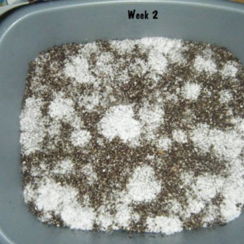 Premium Bulk Mushroom Casing Kit - Mycobag 5 Pounds - Grow Like Magic