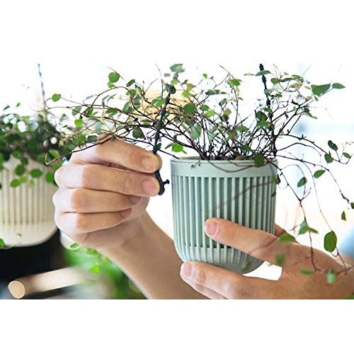 Melphoe 3.5‘’ Two-Piece Succulent Planters Pots with Drainage, Fle...