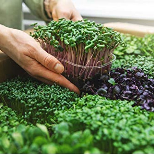 Microgreens Mats for Indoor Garden Kit - 3 1020 Microgreens Mats f...
