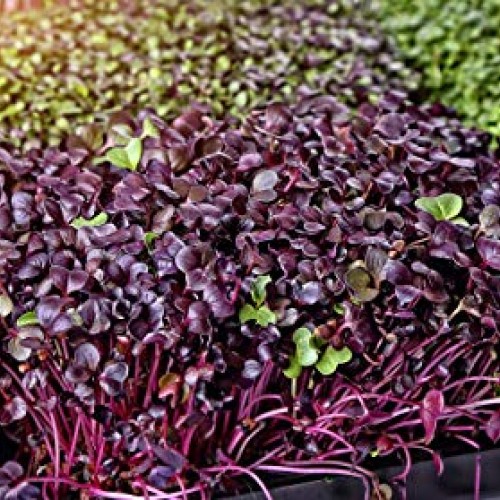 Microgreens Mats for Indoor Garden Kit - 3 1020 Microgreens Mats f...