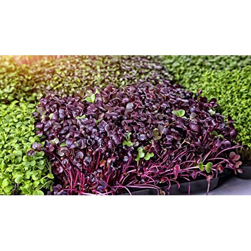 Microgreens Mats for Indoor Garden Kit - 3 1020 Microgreens Mats f...