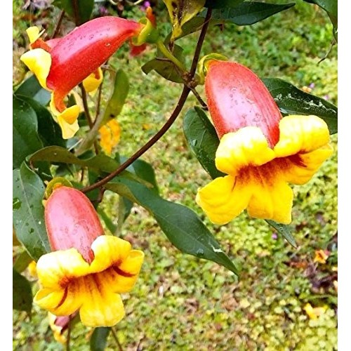 Live Plants Tangerine Beauty Bignonia CAPREOLATA Cross Vine Yellow...