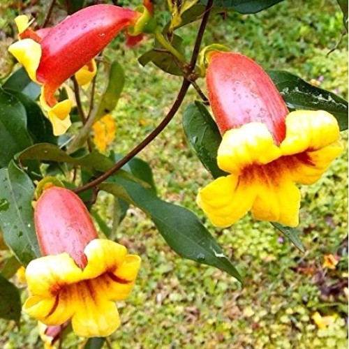 Live Plants Tangerine Beauty Bignonia CAPREOLATA Cross Vine Yellow...