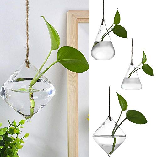 MIRACLE BLACK 5 Pcs Glass Hanging Water Planters Terrariums, hydro...
