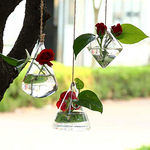 MIRACLE BLACK 5 Pcs Glass Hanging Water Planters Terrariums, hydro...