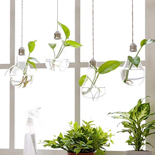 MIRACLE BLACK 5 Pcs Glass Hanging Water Planters Terrariums, hydro...
