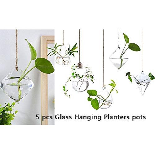 MIRACLE BLACK 5 Pcs Glass Hanging Water Planters Terrariums, hydro...