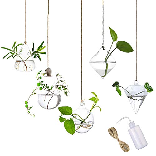 MIRACLE BLACK 5 Pcs Glass Hanging Water Planters Terrariums, hydro...