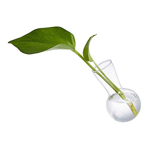 MIRACLE BLACK Air Plant Terrarium, Desktop Glass Planter Bulb Vase...