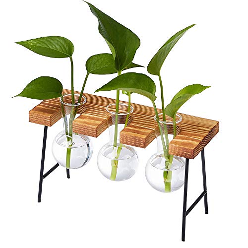 MIRACLE BLACK Air Plant Terrarium, Desktop Glass Planter Bulb Vase...