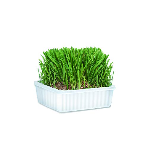 Cat-About Multi-Cat CatGrass Plus Tub 150 grams by MiracleCorp/Gi...