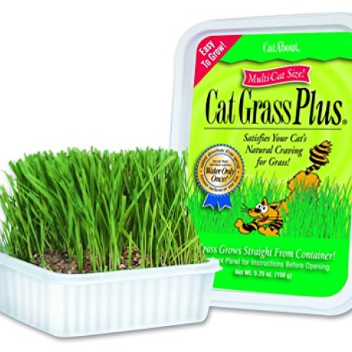 Cat-About Multi-Cat CatGrass Plus Tub 150 grams by MiracleCorp/Gi...