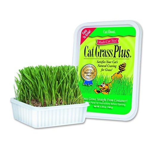 Cat-About Multi-Cat CatGrass Plus Tub 150 grams by MiracleCorp/Gi...