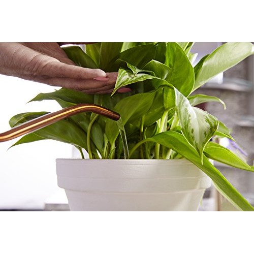 Miracle-Gro VB300526 Plant Food Liquid, 8 oz, Feeds All Indoor H...
