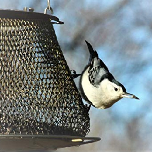 Prairie MelodyTM Premium Black Oil Sunflower Bird Seed, Pesticid...