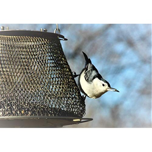 Prairie MelodyTM Premium Black Oil Sunflower Bird Seed, Pesticid...