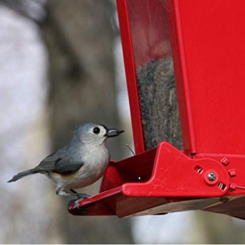 Prairie MelodyTM Premium Black Oil Sunflower Bird Seed, Pesticid...