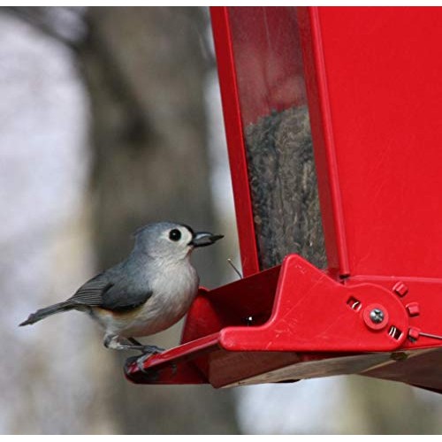 Prairie MelodyTM Premium Black Oil Sunflower Bird Seed, Pesticid...