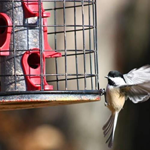 Prairie MelodyTM Premium Black Oil Sunflower Bird Seed, Pesticid...
