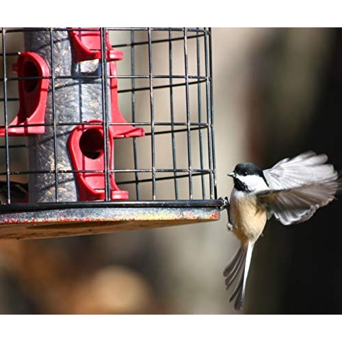Prairie MelodyTM Premium Black Oil Sunflower Bird Seed, Pesticid...