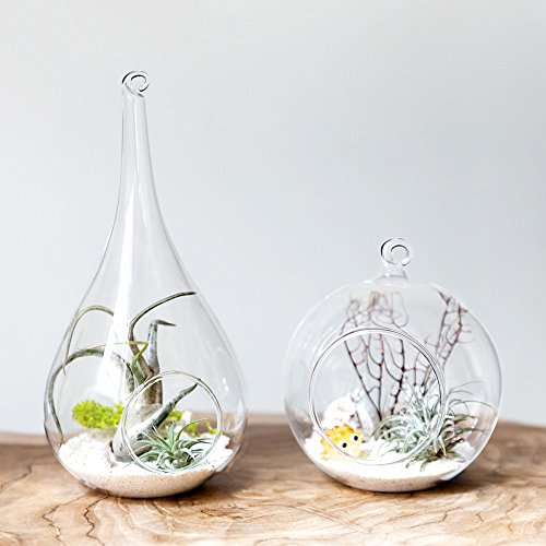 Mkono 2 Pack Glass Hanging Planter Air Plant Terrarium Home Decora...