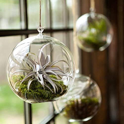 Mkono 2 Pack Glass Hanging Planter Air Plant Terrarium Home Decora...