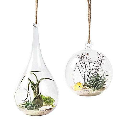 Mkono 2 Pack Glass Hanging Planter Air Plant Terrarium Home Decora...