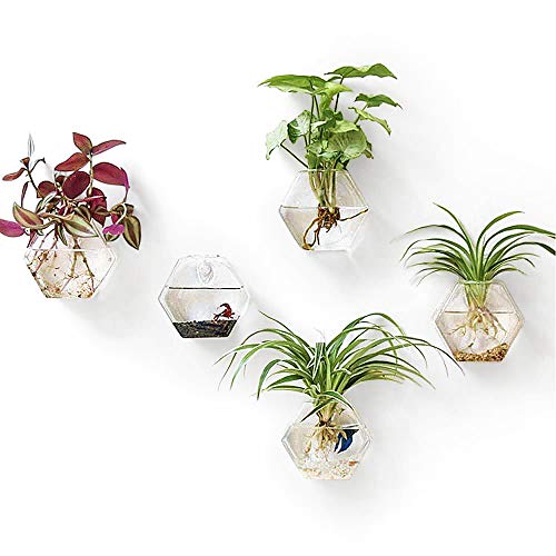Mkono 2 Pack Wall Hanging Plant Terrarium Glass Planter for Home O...