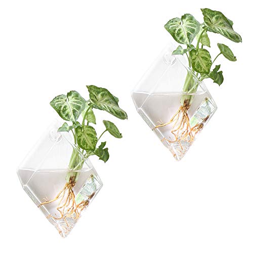 Mkono 2 Pack Wall Hanging Plant Terrarium Glass Planter for Home D...