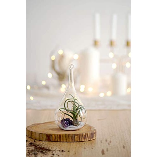 Mkono 3 Pack Glass Hanging Planter Air Fern Holder Terrarium Plant...