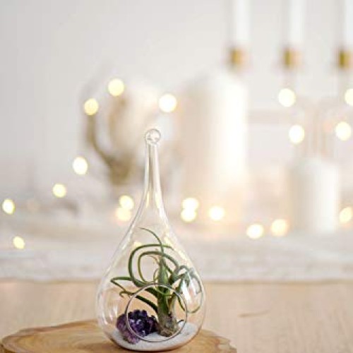 Mkono 3 Pack Glass Hanging Planter Air Fern Holder Terrarium Plant...