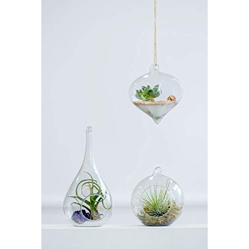 Mkono 3 Pack Glass Hanging Planter Air Fern Holder Terrarium Plant...