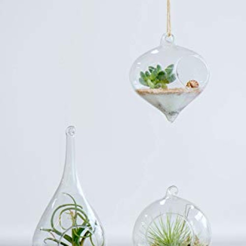 Mkono 3 Pack Glass Hanging Planter Air Fern Holder Terrarium Plant...