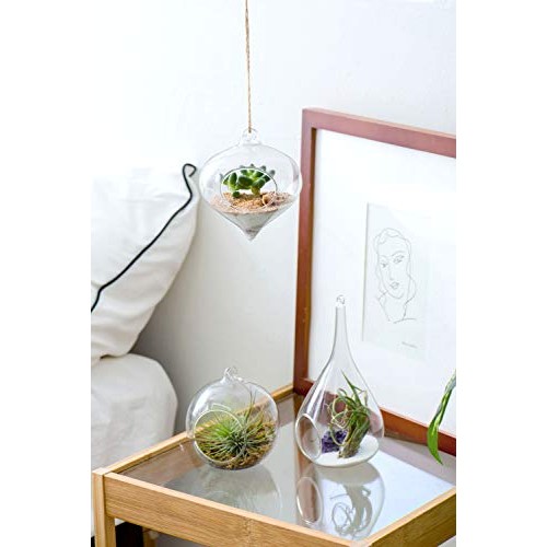 Mkono 3 Pack Glass Hanging Planter Air Fern Holder Terrarium Plant...
