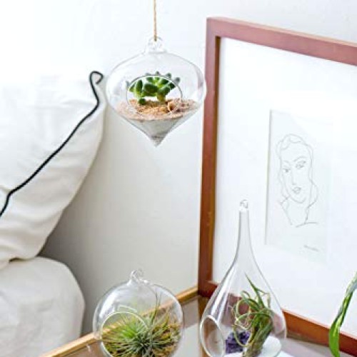Mkono 3 Pack Glass Hanging Planter Air Fern Holder Terrarium Plant...