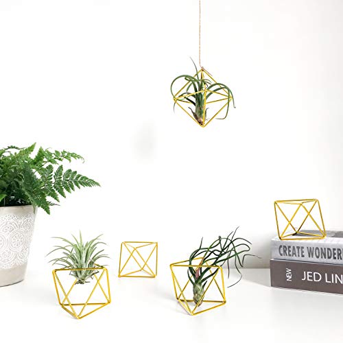 Mkono 5 Packs Air Plant Holder Mini Metal Tabletop Himmeli Decor M...
