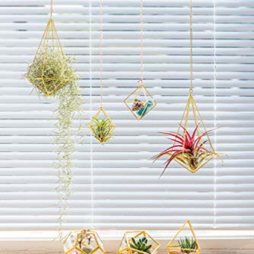 Mkono 5 Packs Air Plant Holder Mini Metal Tabletop Himmeli Decor M...