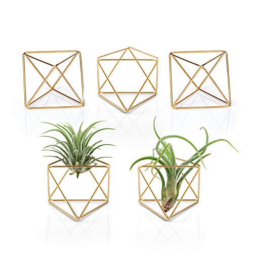 Mkono 5 Packs Air Plant Holder Mini Metal Tabletop Himmeli Decor M...
